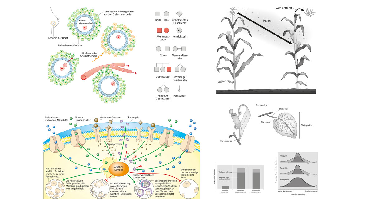 verschiedene naturwissenschaftliche Grafiken. Zellvermehrung von Krebszellen, Besteubung von Maispflanzen, Diagramme